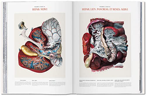 Image of Bourgery. Atlas of Human Anatomy and Surgery: The World as a Stage