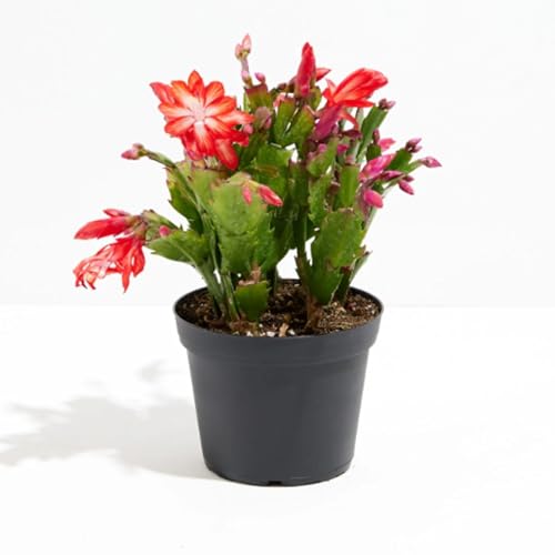 Planta de cactus de Navidad viva, decoración perfecta para vacaciones, decoración de mesa de Acción de Gracias, decoración de habitación de Navidad, planta viva de interior enraizada (8 pulgadas de