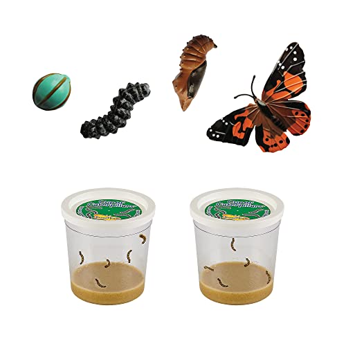 Nature Gift Store Live Butterfly Kit Shipped with 5 Painted Lady