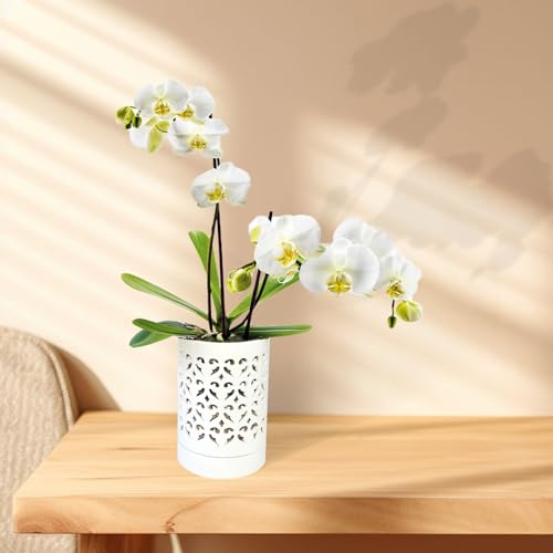 pavtner Orchid Pots with Holes,4 Inch Ceramic Orchid Pot for Repotting, Flower Planter Pot Indoor Outdoor, Breathable Slotted Orchids Planter White by pavtner - Image 3