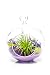 Nautical Crush Trading Air Plant Terrarium Kit | Purple Passion | Natural Accents Series | Complete Tillandsia Gift Set | 4” Glass Globe TM (Live Air Plant)