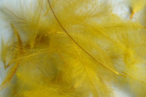 Hareline Fly Tying Cul de Canard (CDC) - Natural CDC Feathers for Fly Tying Dry Flies, Emergers & Comparaduns