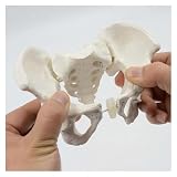 HUIBBGO Flexibles weibliches Beckenmodell, Mini-Beckenskelett-Modell, bewegliche Hüft- und Beckenknochen, biegsam drehbar, Lehrmittel, 15 x 13 x 7 cm, für medizinische Ausbildungszwecke