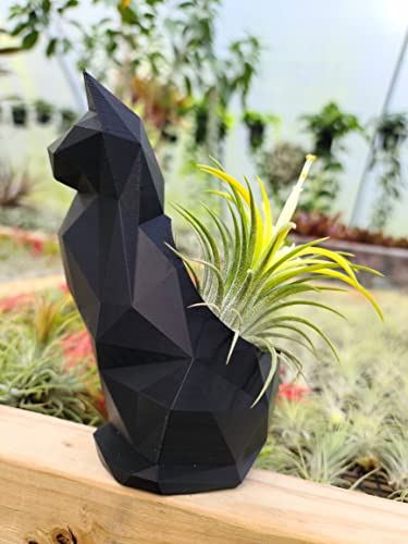 Live Air Plants - 3Ionantha Druid - 2 To 3 Inch Air Plants - Color & Form Varies By Season - 30 Day Guarantee On Tillandsia From The Drunken Gnome (3, One Size 2-3") #TOP5