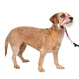 PetSafe ペットセーフ ジェントルリーダー ヘッドカラー クイックリリース（S ラズベリー）