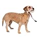 PetSafe Gentle Leader Head Collar with Training DVD, SMALL UP TO 25 LBS., RASPBERRY PINK