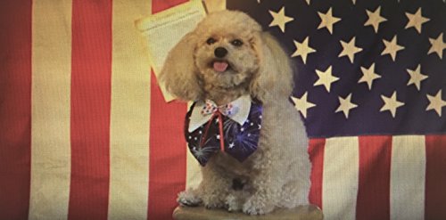 Wilson and the White House Pups (Wilson's Wondr... 0615611001 Book Cover