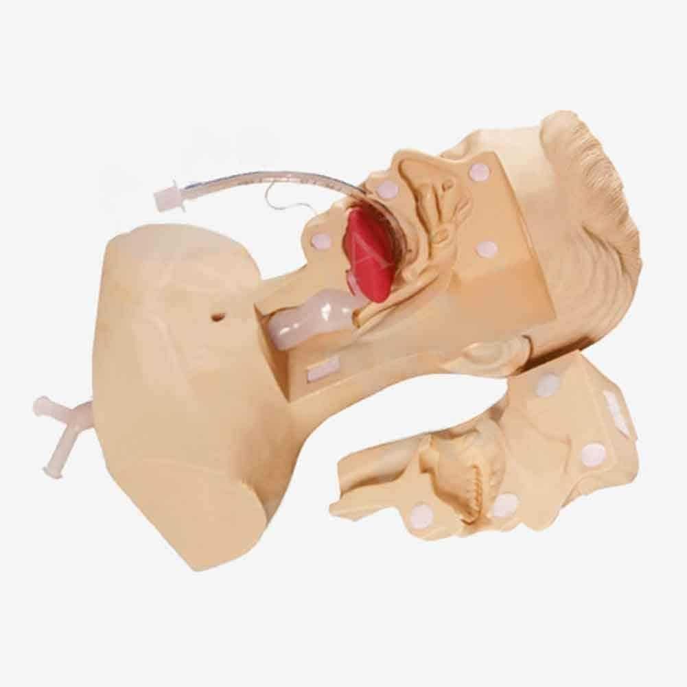 Modelo de enseñanza, Modelo de Entrenamiento de succión Avanzada, Modelo de práctica de succión Avanzada Oral de cavidad Nasal, maniquí para aspiración de esputo, Herramienta de enseñanza ed