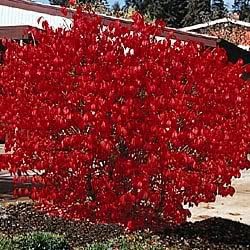 50 Burning Bush Kochia Scoparia Shrub Seeds