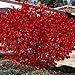 50 BURNING BUSH Kochia Scoparia Shrub Seeds