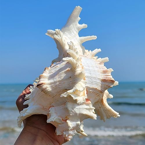 Conchas marinas de playa seleccionadas para decoración exclusiva del hogar 4