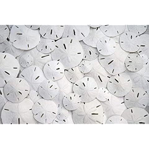 Small Sand Dollars 1"-1.5" Set of 50 - Wedding Seashell Craft - Hand Picked and Professionally Boxed Cover