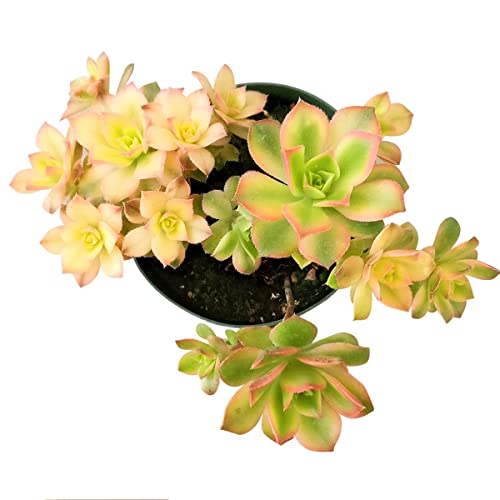 Aeonium Kiwi Live Pink Yellow Plants Wedding Planter Favor Gift | Healthy Unique Pink Succulents For Home Office Decoration | Wedding Gifts Ideas (2 Inch) #TOP3