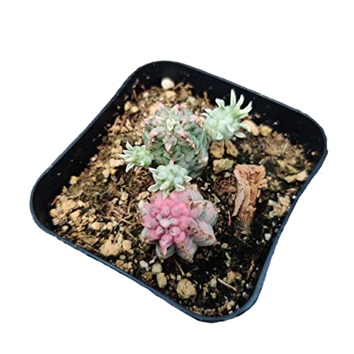 Foliagems Live Succulent Cactus Plants From Uskc (2"Pot) (Euphorbia Mammillaris Variegata) #TOP2