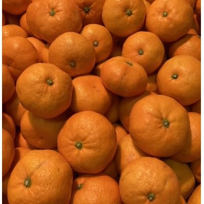 (ご家庭用)横ちゃんちの南柑20号 約5kg(C84-7)