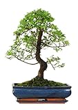 Bonsai LT
