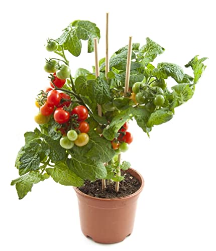 Tomatera Planta Natural para Cultivar Tomates en Casa