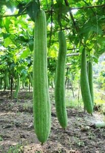 zumari 40pcs luffa cylindrica, loofah, Angular Towel Gourd Seeds, Long luffa Seeds, Vegetable Seeds