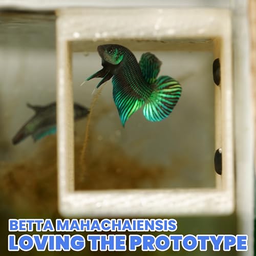 Image of BWAquatics Betta Fish Cave Hideout - Breeding Crib & Bubble Nest Tunnel for Wild Bettas - Aquarium Decor, Enrichment Toy & Fish Tank Accessories