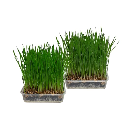 Cat FurNature - Pet Grass 2 pack (Grow your own kits)
