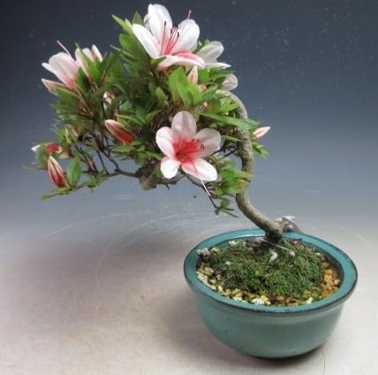 Amazon.co.jp: 盆栽 花芽付！皐月（サツキ）（日の丸）(4523) 【現品