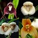 Nice 10 Pcs New Orchid Seeds Beautiful Plant Flower Garden Rare Monkey Face Hot