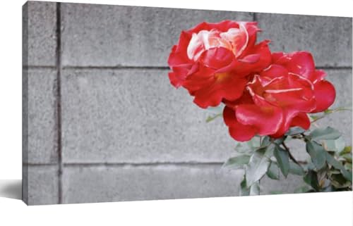 Rose flowers against the block walls Framed Prints Pictures Posters For Bathroom Bedroom Kitchen Living Room Artwork Paintings 24x48