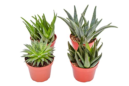 Live Aloe Succulents – Large Assorted 4-Inch Aloe Succulents – Fully Rooted Aloe Succulents (4) #TOP2