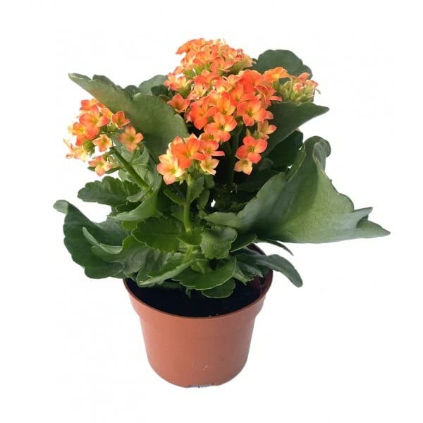 Flor Natural Planta de Kalanchoe Calandiva Suculenta de Interior con Inflorescencias de Colores