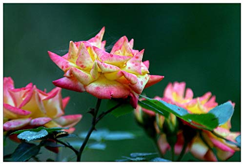 50+ Rare Multi Colorful Rainbow Rose Flower Seeds Beautiful Flower Potted Plant Home Garden #TOP2