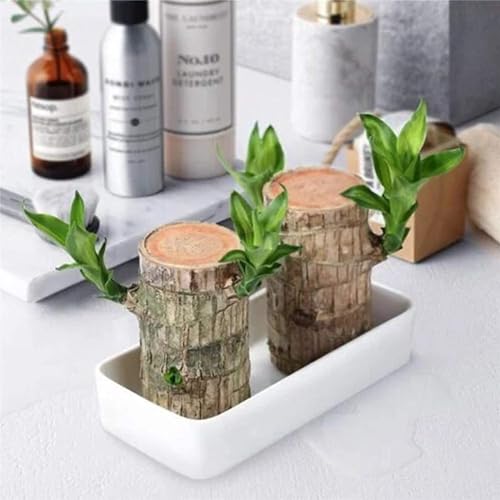 Planta de madeira brasileira, planta de madeira da sorte fácil de cultivar, fácil de cuidar para mad