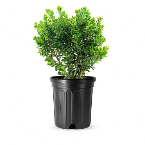 Japanese Holly | 1 Large Trade Gallon Size Plant | Ilex Compacta Crenata | Low Maintenance Evergreen Foundation Shrub
