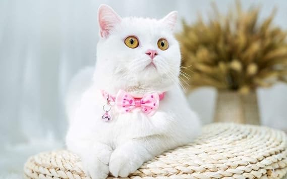 CK PET HUT Bowknot Adjustable Leather Pet Collars Necklace Girl Pet Bowknot Dog Love Princess Fashion Accessories Multi Color (Pink) (B0B68R2LWP) Amazon Price History, Amazon Price Tracker