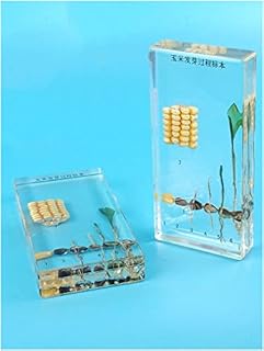 ZMX Corn Specimen Resin Embedding Plant Sprout Growth Specimens Model Transparent Resin Plant Model for Children's Teaching Display, Lab Supplies