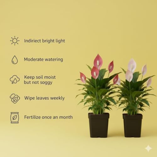 Image of Peace Lily Combo Plant | Live Indoor Flowering Spathiphyllum | Air Purifying Houseplant for Home and Office | Low Maintenance Decorative Plant for Gifting With Pot (PEACE LILY)