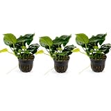 AquaBreedingSkill Set aus 3 Stück Aquarium Pflanzen Echt Set – Anubias, Microsorum – Lebende Wasserpflanzen – Pflegeleicht ideal für Fische & Garnelen – mit Pflanzenpass (Nana 3 pcs)