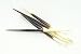 African Porcupine Quills 5-7" | 5 Thick pieces | Plus Free Nautical Ebook by Joseph Rains
