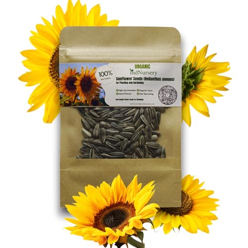 IndNursery Yellow Sunflower Seeds for Planting - 10 g