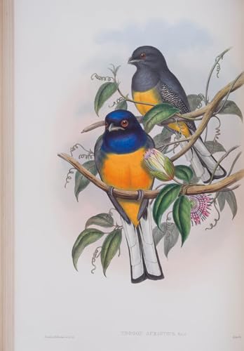 Art Décorative Imprimé Sur Toile Trogon Aurantius John Gould Format 60x90cm