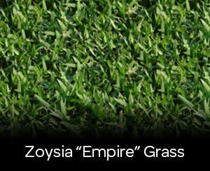 Zoysia grass seeds 1/8 lb