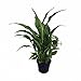 Peace Lily Plant - Spathyphyllium - Great House Plant - 4" Pot