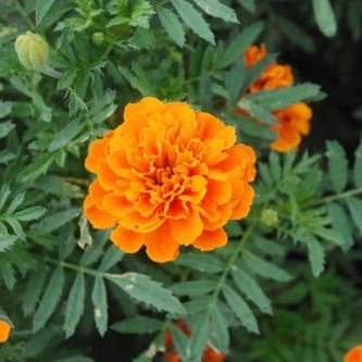 Biocarve Tagetes Nana Petula Orange - Pack of 100 Seeds (B01ASWQIY6) Amazon Price History, Amazon Price Tracker