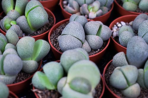 Split rok | Ø6cm | Pleiospilos Nelii - Afbeelding 6