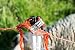 horizont Red para ovejas punto único altura 90cm - longitud 50m valla...