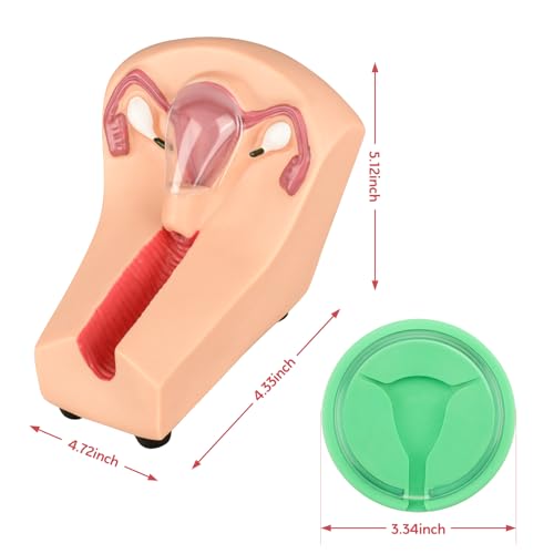 Image of SimCoach Intrauterine Device Training Kit, IUD Training Model, Female Intrauterine Contraceptive Device Simulator Trainer