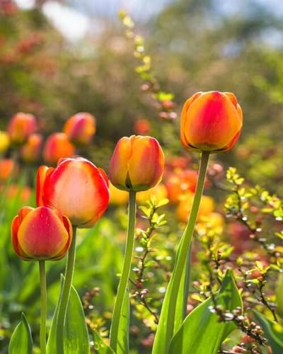 100 semi misti di tulipani