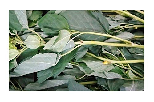 Stk - 50x Corchorus capsularis Weiße Jute Strauch Pflanzen - Samen ID37 - Seeds Plants Shop Samenbank Pfullingen Patrik Ipsa - Image 8