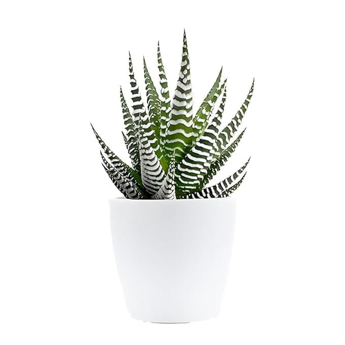 M.D. FARM AND NURSERY|live decorative zebra plant with pot, haworthiya zebra-image-12