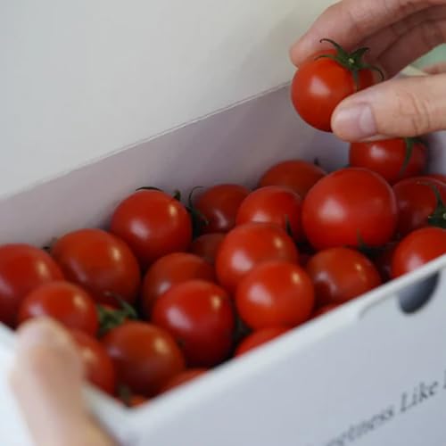 Inakakara Farm to Table JsIg}g teBJ MTCY 550g 12{`5{܂Ŕ ws