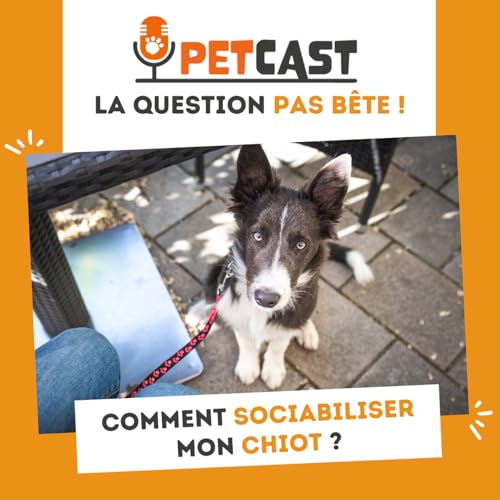 Comment sociabiliser mon chiot  ?